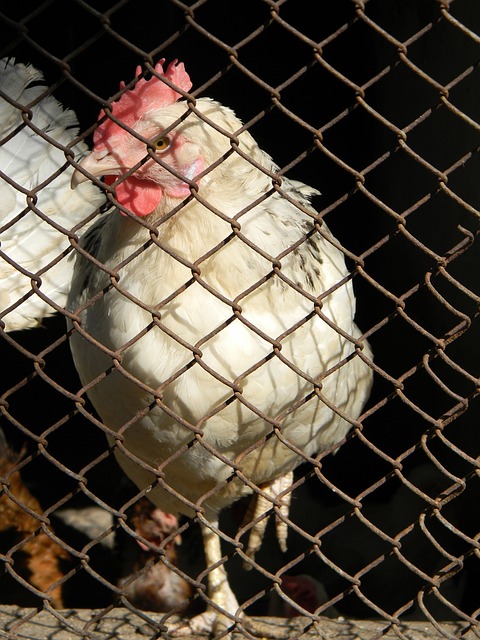 對曼聯至關 對曼聯至關